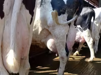 بقرة, Swiss cattle — الصورة 1