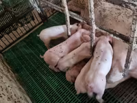 خنزير ذكر, الخنازير — الصورة 5