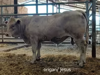 ثور, Charolais cattle — الصورة 5