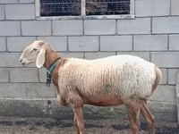 كبش, Arashan sheep — الصورة 2