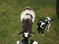 كبش, Kuibyshev sheep — الصورة 7