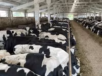 بقرة, Yaroslavl cattle — الصورة 3