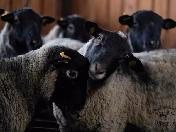 كبش, Romanov sheep