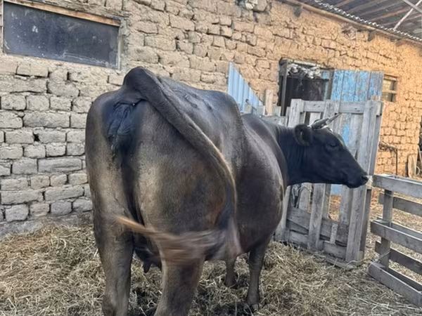 بقرة, Swiss cattle
