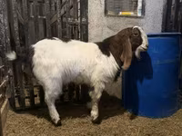 Billy Goat, Kamori goats — photo 1