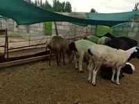 كبش, Hissar sheep — الصورة 2
