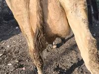 بقرة, Swiss cattle — الصورة 8