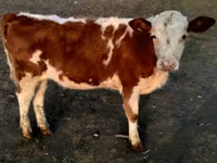 ثور, Swiss cattle — الصورة 5