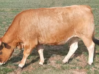 بقرة, Aubrac cattle — الصورة 4