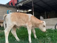 ثور, مونبليارد — الصورة 3