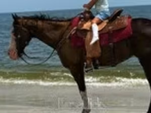 فرس, American paint horse