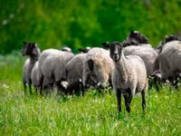 كبش, Romanov sheep — الصورة 4