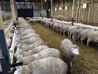 نعجة, Kuibyshev sheep — الصورة 2