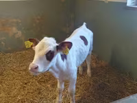 بقرة, Simmental cattle — الصورة 1