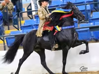 حصان, Rocky Mountain Horse — الصورة 2