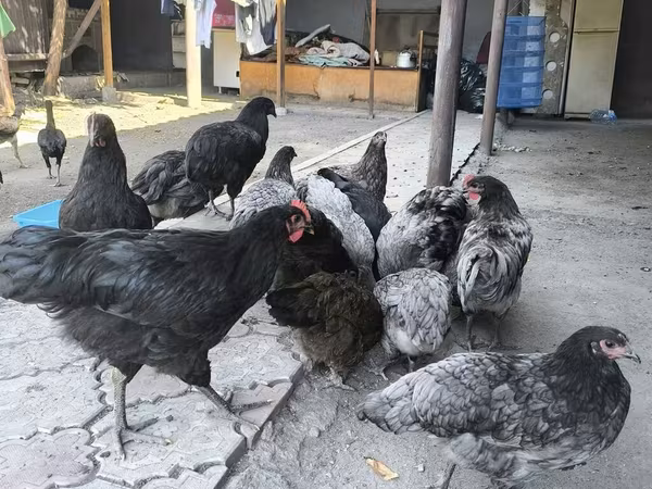 澳洲黑