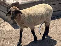 Ram, Hampshire sheep — photo 5