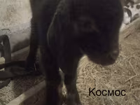 Billy Goat, Kamori goats — photo 6