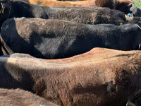 Cow, Cattle — photo 2