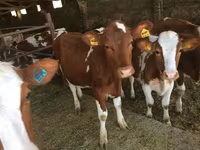بقرة, Swiss cattle — الصورة 2