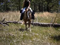 حصان, Gypsy horse — الصورة 7