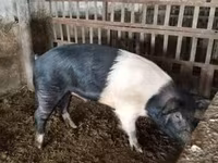 Boar, Белорусская чёрно-пёстрая — photo 2