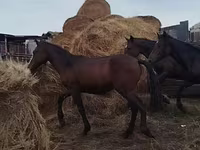 حصان, Horse breed — الصورة 7