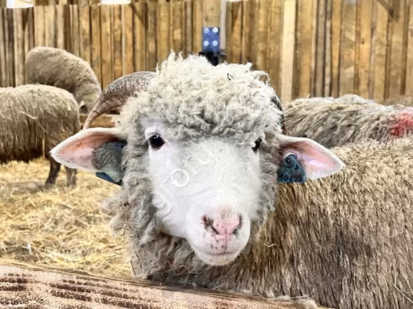 Sheep, Kuibyshev sheep