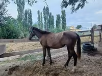 فرس, French Trotter — الصورة 1