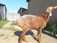 Ram, Agin sheep — photo 4
