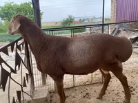 كبش, الأغنام — الصورة 3