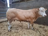 Bull, Blonde d’Aquitane cattle — photo 4