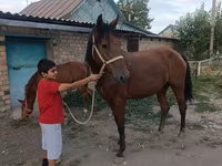 فرس, Thoroughbred horse — الصورة 7