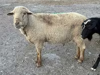Ram, Hampshire sheep — photo 6