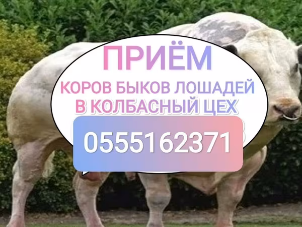 Cattle