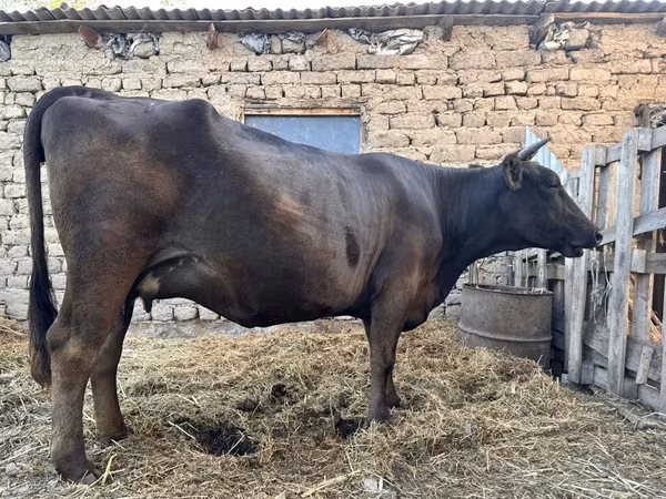 Cow, Ukrainian Brown Dairy Cattle