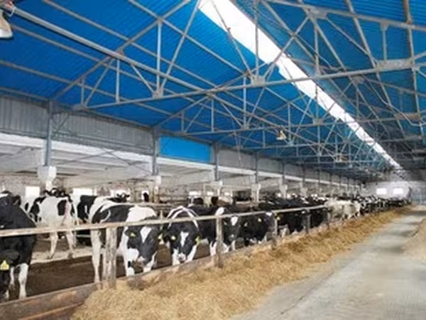 Razza Holstein