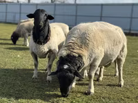 نعجة, Dorper sheep — الصورة 1
