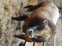 ثور, Partenaise cattle — الصورة 1