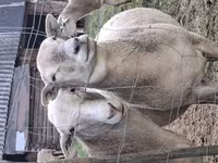 كبش, Katum sheep — الصورة 5