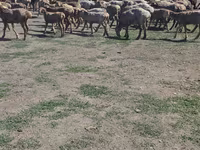 كبش, Hissar sheep — الصورة 3