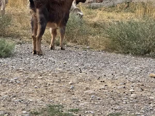 تيس, الماعز