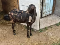 Goat, Kamori goats — photo 4
