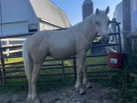 حصان, Palomino — الصورة 3