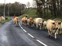 بقرة, Aubrac cattle — الصورة 4