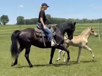 فرس, Rocky Mountain Horse — الصورة 3