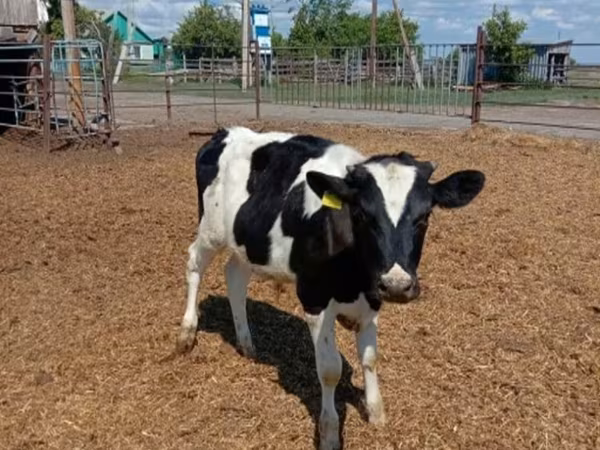 ثور, Russian Black pied cattle