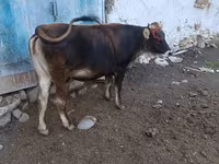 ثور, سلالة ألاطاووس — الصورة 7