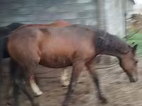 حصان, Horse breed — الصورة 8