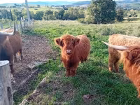 بقرة, Highland — الصورة 2